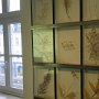 Herbariumwand